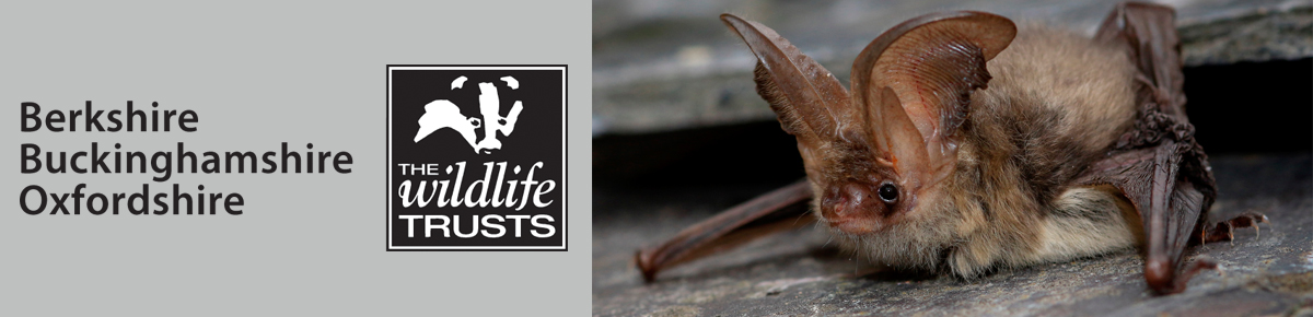 Bats at the museum