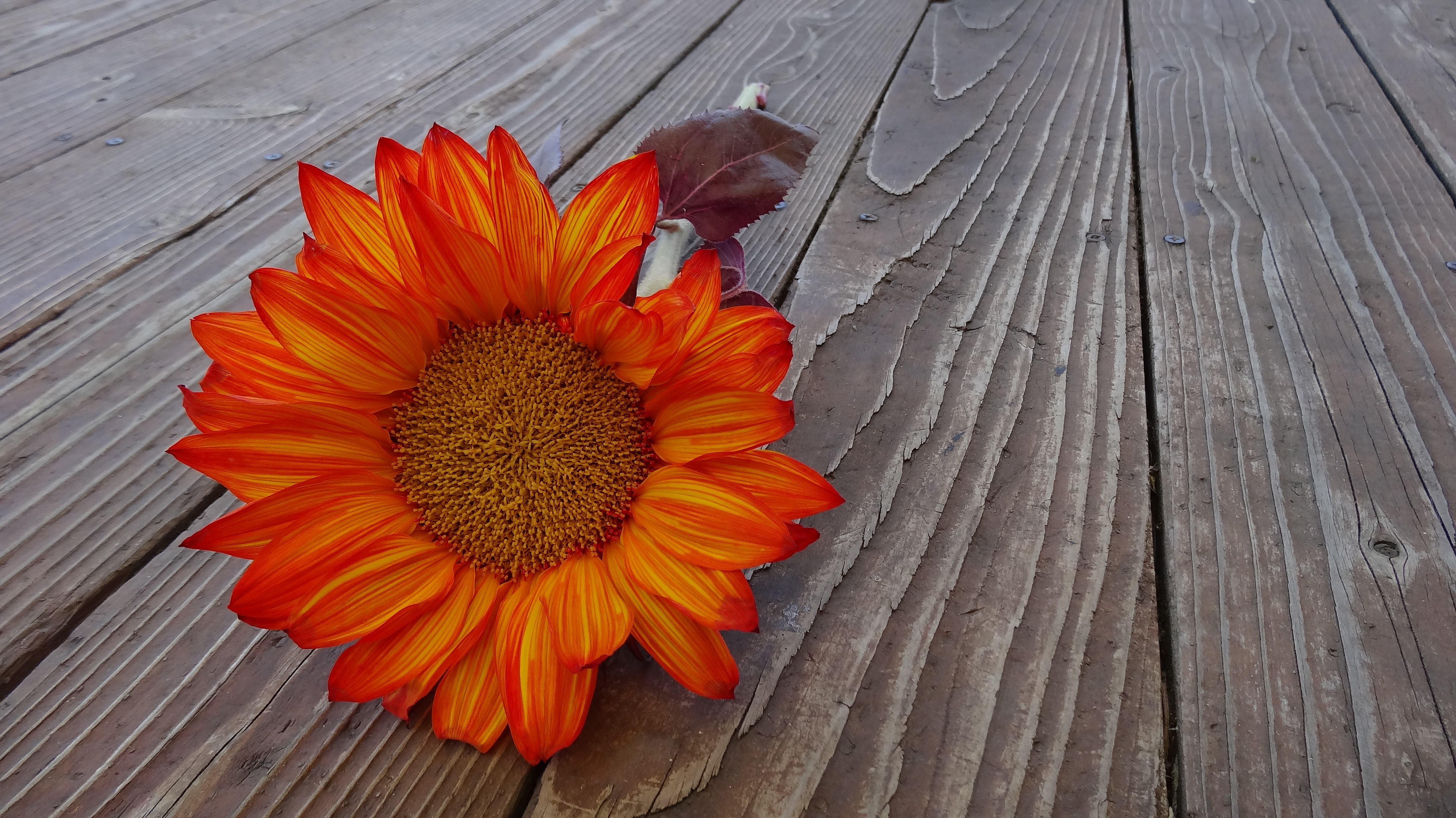 Workshop: Pumpkin Flower Arranging