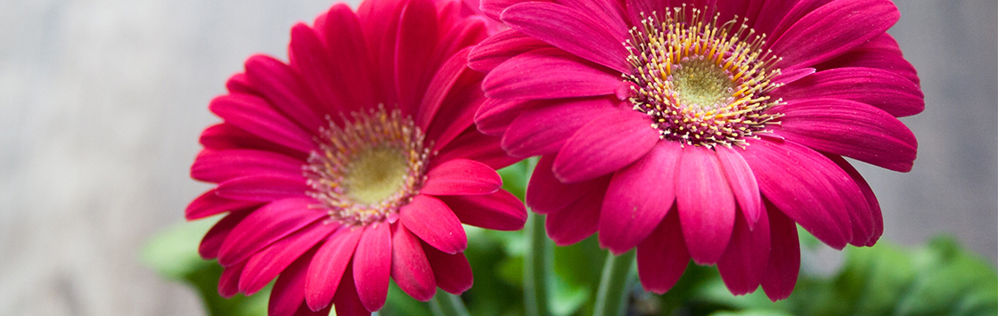 Workshop: Symmetrical Flower Arrangements