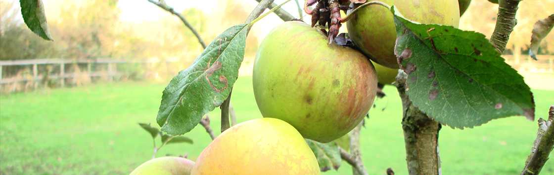 Talk: In Praise of Apples