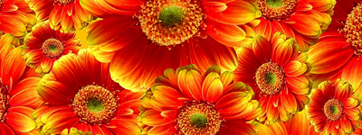 Workshop: Autumn Flowers