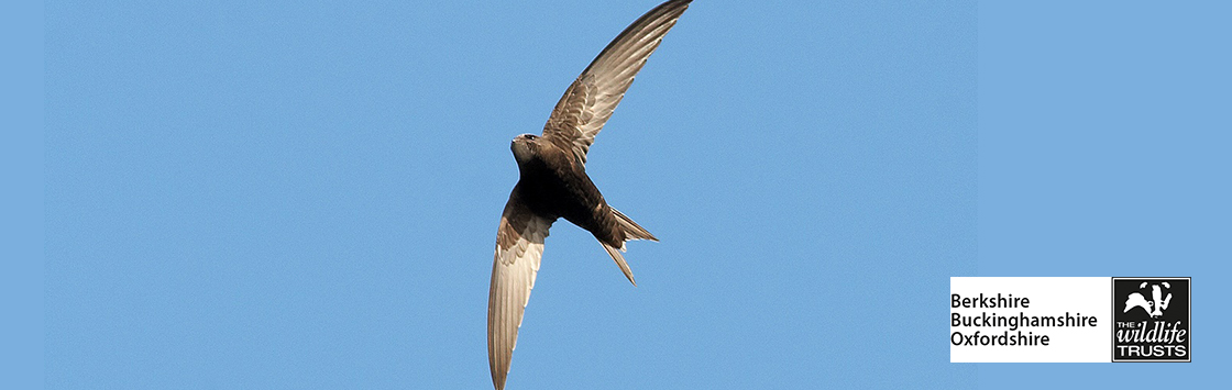 Talk: Swifts in Newbury